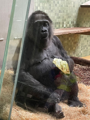 Zoo